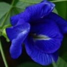 5 Pcs Seed Clitoria ternatea Double Blue Seeds for Planting