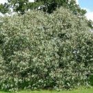 5 Pcs Seed Hardy Eucalyptus, Eucalyptus neglecta Seeds