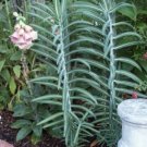5 Pcs Seed Mole Plant, Euphorbia lathyris Seeds