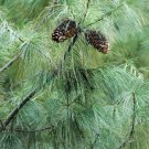 5 Pcs Seed Chinese White Pine, Pinus armandii Seeds