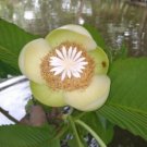 5 Pcs Seed Elephant Apple, Dillenia indica Seeds