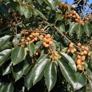 5 Pcs Seed Persimmon, Diospyros lotus Seeds