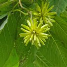 5 Pcs Seed Happy Tree or Cancer Tree, Camptomtheca acuminata Seeds