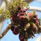 5 Pcs Seed Ghost Tree, Sterculia urens Seeds