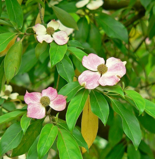 5 Pcs Seed Evergreen Dogwood, Cornus capitata angustata Seeds