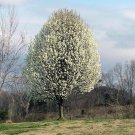 5 Pcs Seed Flowering Pear, Pyrus calleryana Seeds for Planting