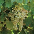 5 Pcs Seed Niagara Grape Vitis labrusca Niagara Seeds for Planting