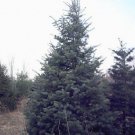 5 Pcs Seed Concolor Fir, Abies concolor Seeds for Planting