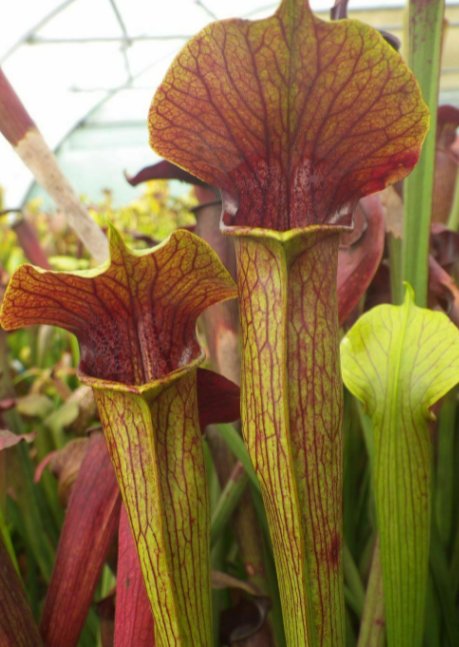 5 Pcs Seed Red Yellow Trumpets Pitcher Plant Seed, Sarracenia alata atrorubra  Seeds for Planting