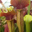5 Pcs Seed Red Yellow Trumpets Pitcher Plant Seed, Sarracenia alata atrorubra  Seeds for Planting