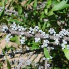 5 Pcs Seed Southern Waxmyrtle, Myrica cerifera Seeds for Planting