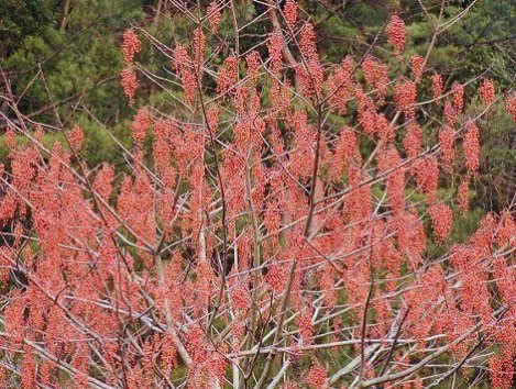 5 Pcs Seed Igiri Tree, Idesia polycarpa Seeds for Planting