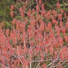 5 Pcs Seed Igiri Tree, Idesia polycarpa Seeds for Planting