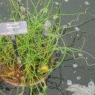 5 Pcs Seed Corkscrew Rush, Juncus effusus Spiralis Seeds for Planting