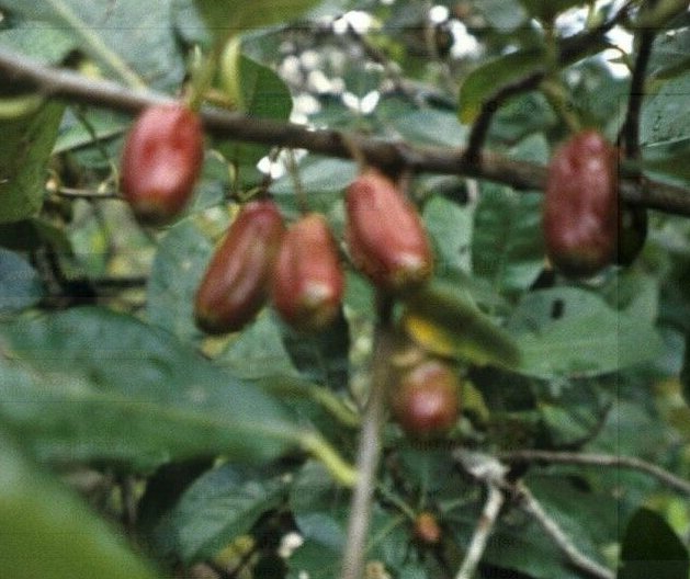 5 Pcs Seed Ogeechee Lime, Nyssa ogeche Seeds for Planting