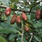 5 Pcs Seed Ogeechee Lime, Nyssa ogeche Seeds for Planting