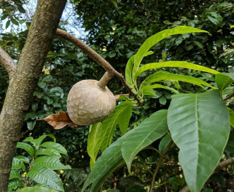 5 Pcs Seed Custard Apple, Annona reticulata  Seeds for Planting
