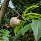 5 Pcs Seed Custard Apple, Annona reticulata  Seeds for Planting
