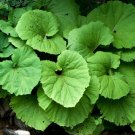 5 Pcs Seed Butter Burr, Petasites hybridus Seeds for Planting