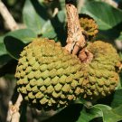 5 Pcs Seed Custard Apple, Annona squamosa  Seeds for Planting