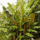 5 Pcs Seed Hardy Banana, Musa sikkimensis Seeds