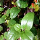 5 Pcs Seed Smilax pumila, Unique  Seed For Planting