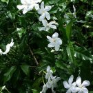 5 Pcs  Crape Jasmine, Tabernaemontana divaricata  Seed For Planting