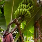 5 Pcs Seed Banana, Musa acuminata  Seed For Planting