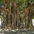 5 Pcs Seed Banyan Tree, Ficus benghalensis  Seed For Planting