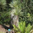 5 Pcs Seed Blue Tree Yucca, Yucca thompsoniana Seed For Planting