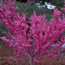 10 Pcs Seed Chinese Redbud, Cercis chinensis  Seed For Planting