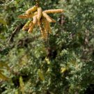 5 Pcs Seed Mesquite, Prosopis pubescens Seed For Planting