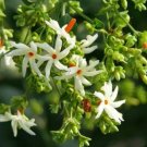 5 Pcs Seed Night Blooming Jasmine, Nyctanthes arbor tristis Seed For Planting