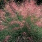 10 Pcs Seed Pink Muhly Grass, Muhlenbergia capillaris Seed For Planting