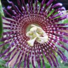 5 Pcs Seed Passionfruit, Passiflora laurifola Seed For Planting