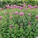 10 Pcs Seed Sweet Joe Pye Weed, Eupatorium purpureum Seed For Planting