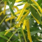 5 Pcs Seed Earleaf Acacia, Acacia auriculiformis  Seed For Planting
