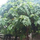 5 Pcs Seed Elephant Ear Fig, Ficus auriculata Seed For Planting