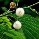 5 Pcs Seed Acacia caesia, Exotic  Seed For Planting