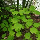 10 Pcs Seed Vine Maple, Acer circinatum Seed For Planting