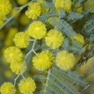 5 Pcs Seed Acacia dealbata, Exotic  Seed For Planting