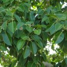 5 Pcs Seed Bat Ficus Tree, Ficus amplissima Seed For Planting