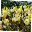 5 Pcs Seed Paperbush, Edgeworthia chrysantha Edgeworthia chrysantha