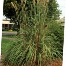 10 Pcs Seed Hardy Pampas Grass, Erianthus ravennae Seed fo Planting