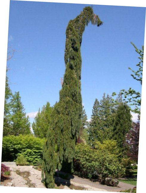 5 Pcs Seed Weeping Giant Sequoia, Sequoiadendron giganteum &acirc;��Pendula&acirc;�� Seed fo Planting