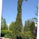 5 Pcs Seed Weeping Giant Sequoia, Sequoiadendron giganteum ‘Pendula’ Seed fo Planting
