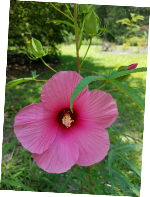 5 Pcs Seed Lufkin Red Halberd Leaved Hibiscus, Hibiscus laevis Lufkin Red Seed fo Planting