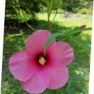 5 Pcs Seed Lufkin Red Halberd Leaved Hibiscus, Hibiscus laevis Lufkin Red Seed fo Planting