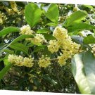 5 Pcs Seed Sweet Olive, Osmanthus fragrans Seed fo Planting