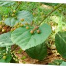 5 Pcs Seed Bihul, Grewia optiva Seed fo Planting